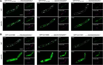 Two Pex5 Proteins With Different Cargo Specificity Are Critical for Peroxisome Function in Ustilago maydis